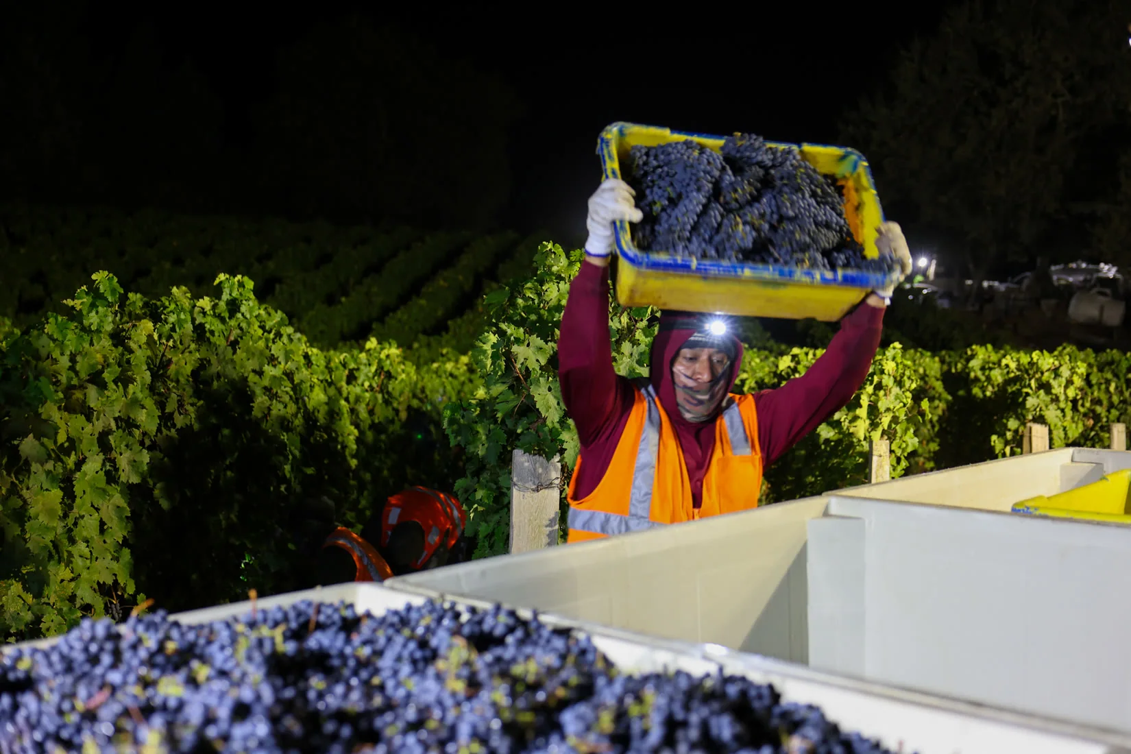 A picker carries a full lug overhead under a headlamp