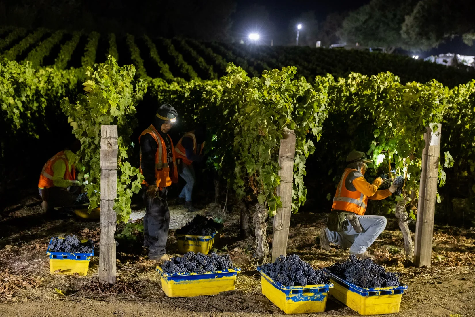 Crew working a lit vine row at night, yellow lugs full of grapes