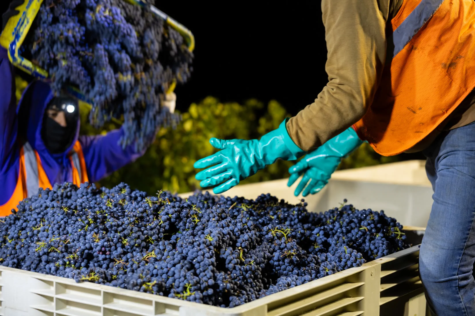 Night harvest: gloved hands pull grapes from a picking lug into a bin