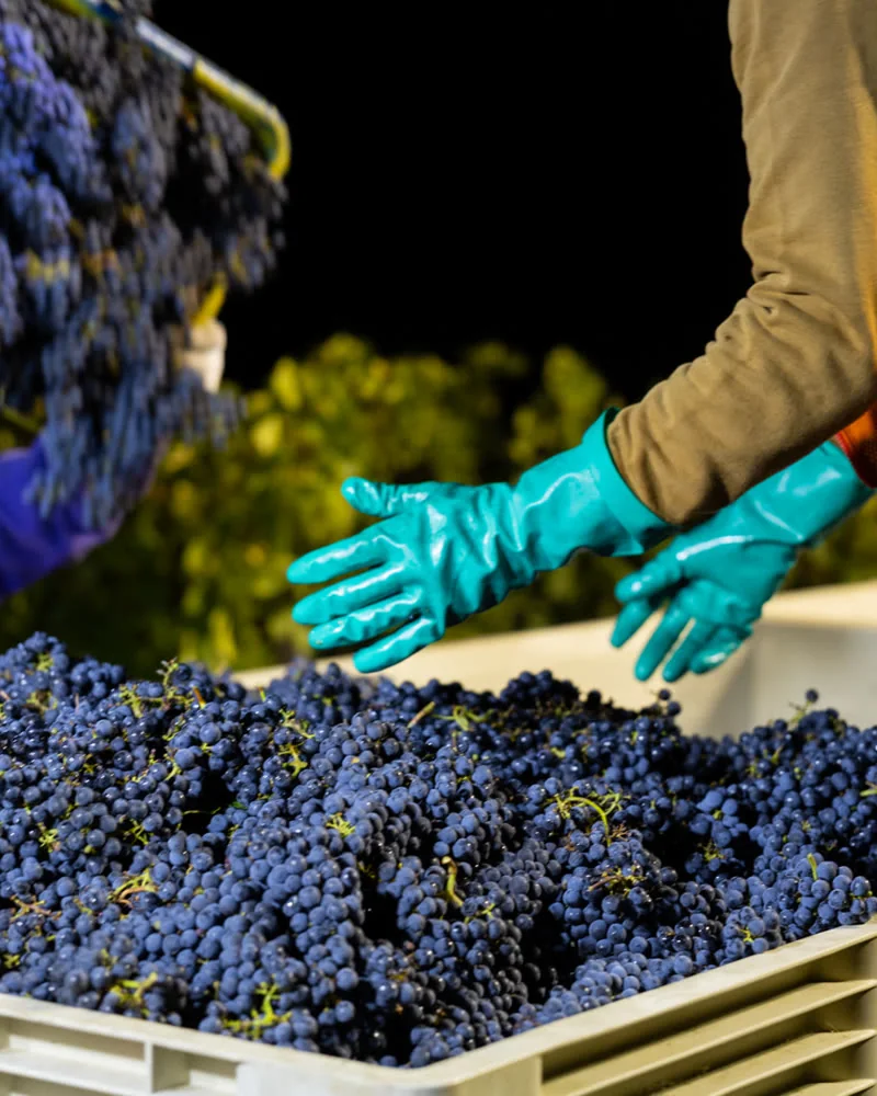Gloved hands over a bin of grapes at night